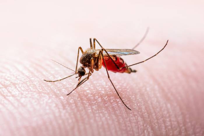 Arbovirosi. Iss: da gennaio in Italia confermati 155 casi di Dengue. 13 di Chikungunya e 3 di Zika