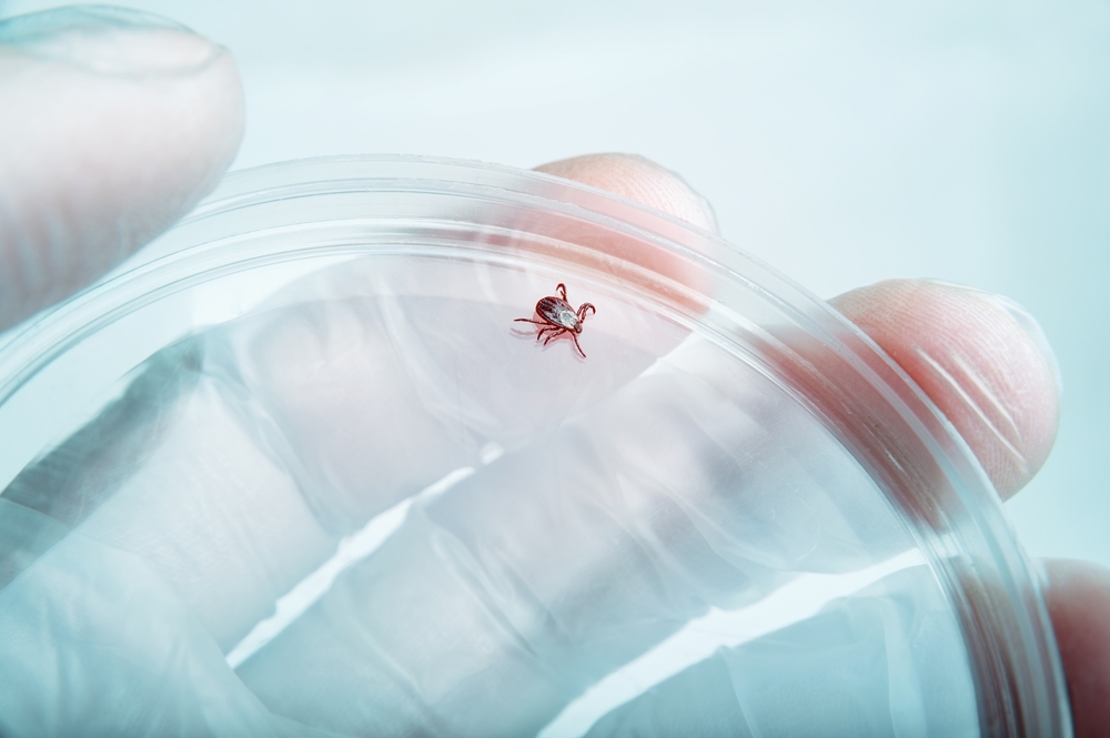 Zecche, non solo malattia di Lyme: l’anaplasmosi può colpire anche il cuore