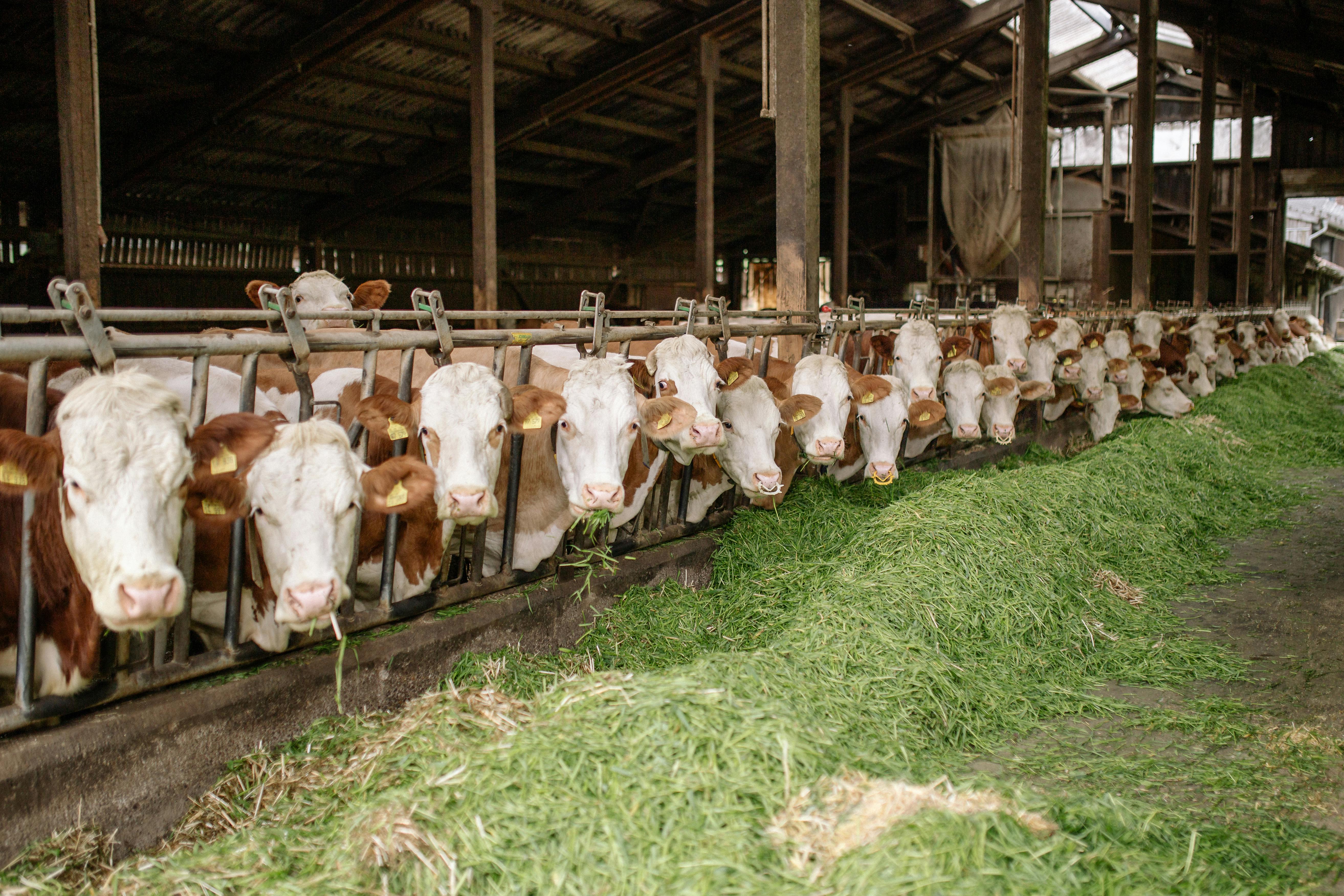 Antibiotici negli allevamenti, la Fao avverte: “Senza interventi, consumi in aumento del 30% entro il 2040”