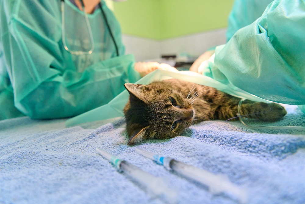 Anestesia per cani e gatti sempre più sicura: perché non bisogna avere paura