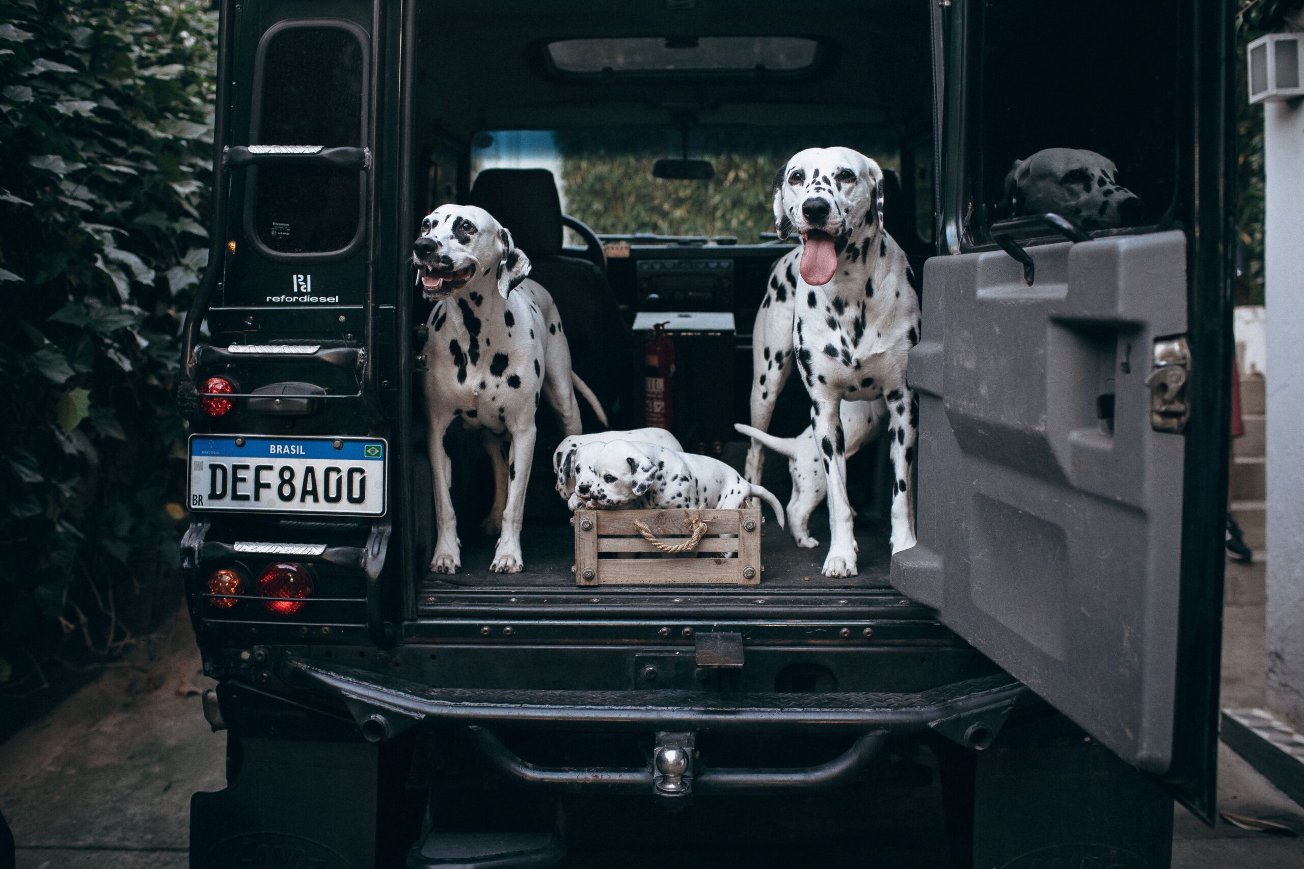 Vacanze con gli animali, il turismo pet-friendly vale oltre 9,5 miliardi: “Pianificare il viaggio è il primo passo per evitare gli abbandoni”