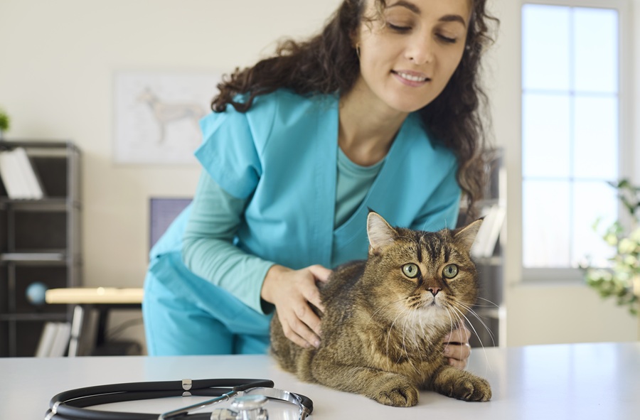 Coccolare il gatto quando si è stressati può peggiorare l’umore