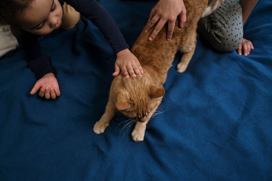 Asma nei bambini, vivere con un gatto non peggiora la malattia: lo studio che sfata un luogo comune