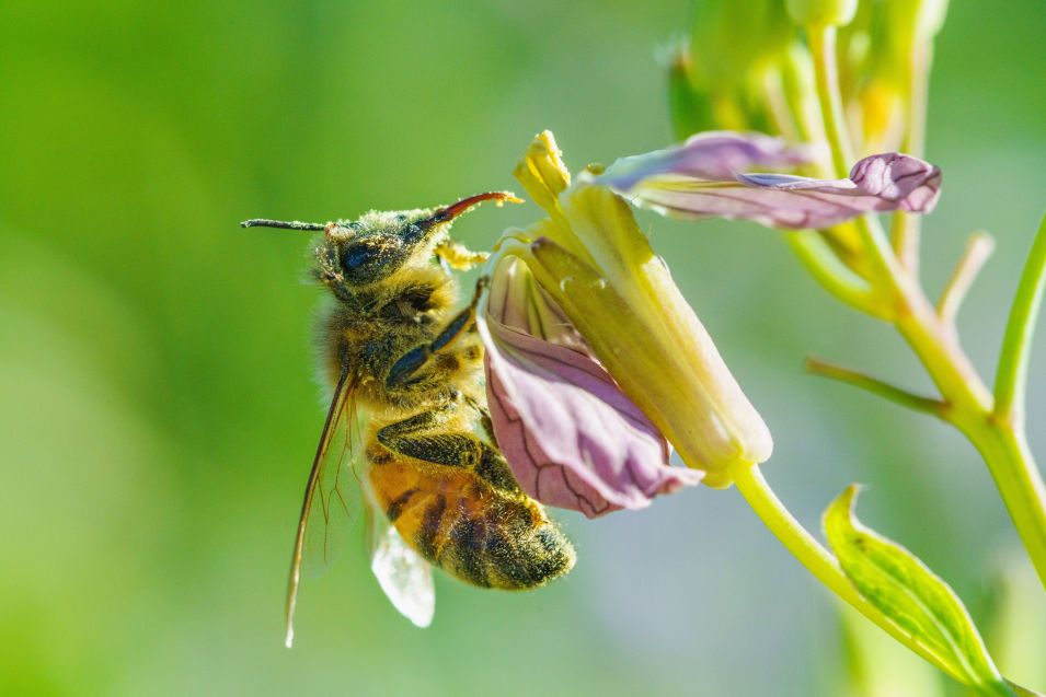 La crisi climatica altera gli ecosistemi degli insetti: più zanzare e parassiti, meno impollinatori
