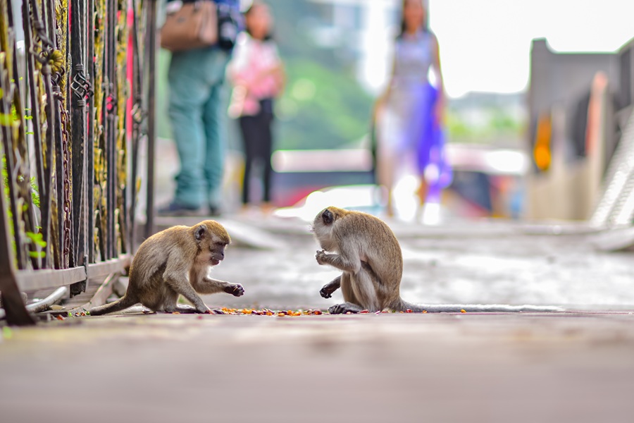 Turismo urbano, animali e parassiti: nuovi rischi nelle mete più affollate
