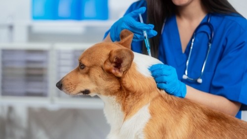Rabbia canina a Vittorio Veneto. Scatta la vaccinazione gratis per cani e gatti dei residenti