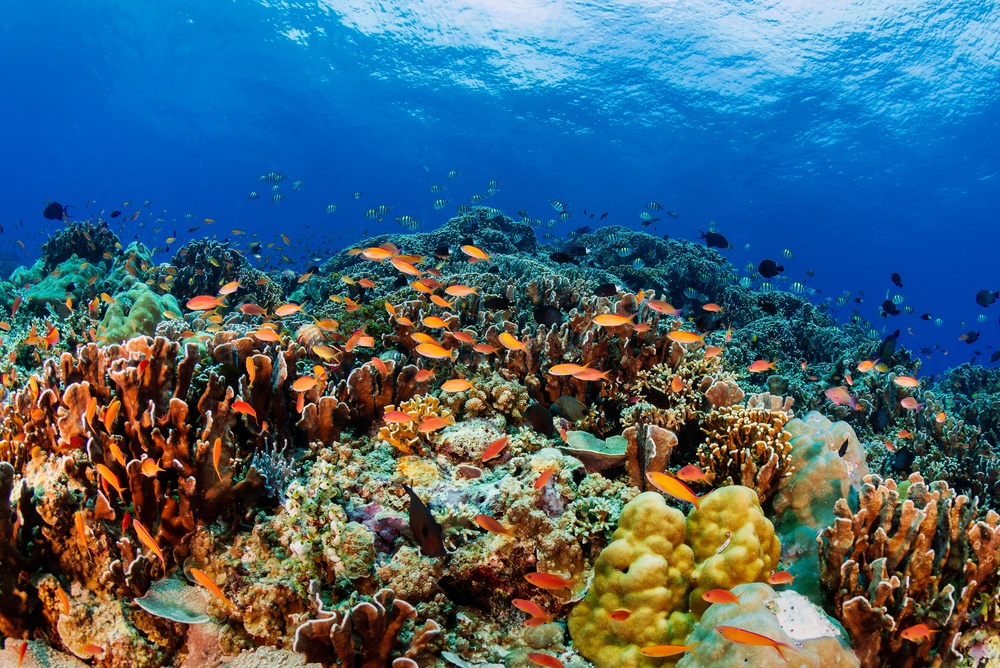 Grande Barriera Corallina, scoperto un “mondo invisibile” di microbi: oltre 360mila virus mappati