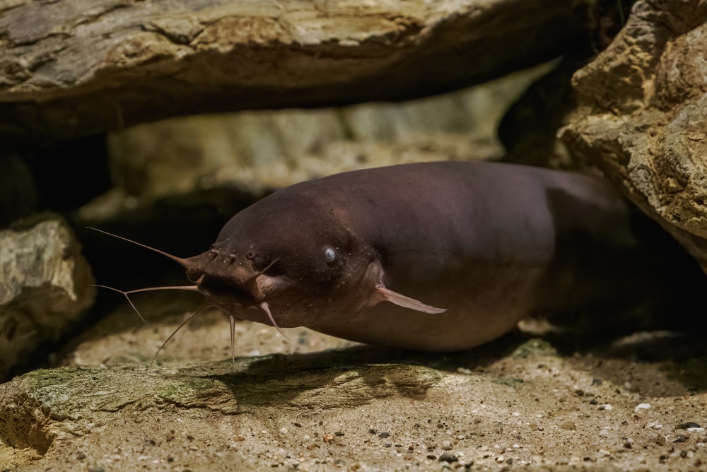 Pesce gatto nebuloso, scoperto primo tumore contagioso: è un melanoma che si trasmette come un parassita