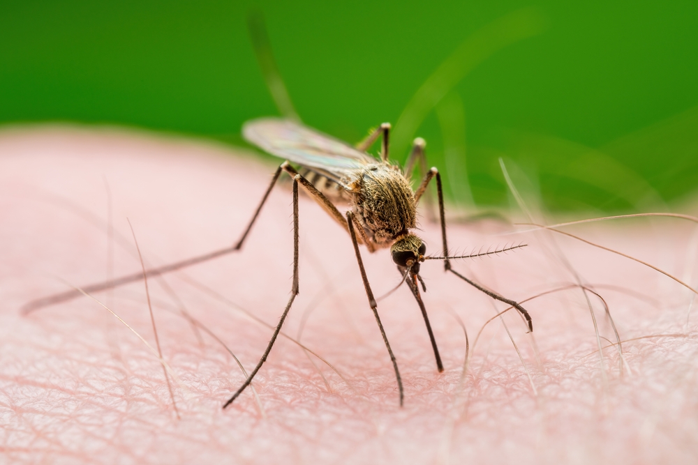 West Nile, l’Europa alza il livello di allerta: Italia con la diffusione più ampia, ecco cosa sapere